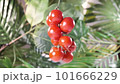 Small red cherry tomatoes. 101666229