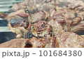 Lamb shashlik spies grilled in the garden. High quality 4k footage 101684380