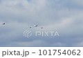 雪の残る早春の北海道で渡ってきた白鳥の群れが遠くの山のほうへ飛んで行く 101754062