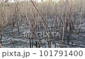 Video of forest fires in a wide area, trees, and natural remains, destroyed by human hands. 101791400