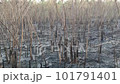 Video of forest fires in a wide area, trees, and natural remains, destroyed by human hands. 101791401