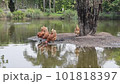 flock of brown chickens drinking water in a natural pond. 101818397