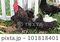 chickens on green grass 101818401
