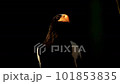 Steller's sea eagle (Haliaeetus pelagicus), portrait of a big eagle on a dark background. 101853835