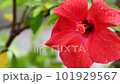 Colorful hibiscus wet in the rain 101929567