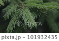 Green spruce branches in summer forest, close-up. 101932435