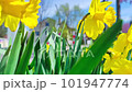 Yellow daffodils outside in spring, close up 4k bokeh 101947774