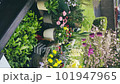 Green plants and flowers on balcony at spring time 101947965