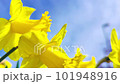 Yellow daffodils outside in spring, close up 4k bokeh 101948916