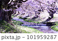 福島県会津　猪苗代町、観音寺川の満開の桜並木の桜吹雪のスローモーション 101959287