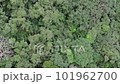 沖繩縣北部山原森林 101962700