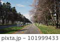 北海道静内町の桜並木を車が通過する 101999433