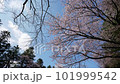 北海道静内町の桜並木の上をカラスが飛ぶ 101999542
