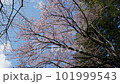 北海道静内町の桜並木の上を雲が流れる 101999543