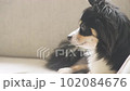 チワワ_横向き_舌ぺろり_コピースペース 102084676
