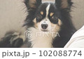チワワ_カメラ目線_顔クローズアップ 102088774