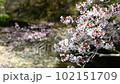 揺れる桜 102151709