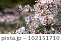 揺れる桜 102151710