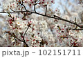 揺れる桜 102151711