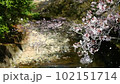 桜ふぶき 102151714