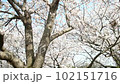 桜の光景 102151716