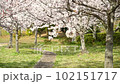 桜の光景 102151717
