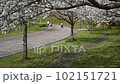 桜と道行く人 102151721