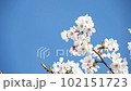 桜と青空 102151723