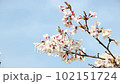 桜と青空 102151724