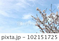 桜と青空 102151725