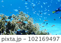 サンゴと泳ぐ熱帯魚の群れ 102169497