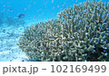 サンゴと泳ぐ熱帯魚の稚魚の群れ 102169499