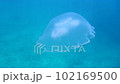 海中を漂うクラゲ 102169500