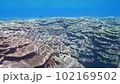 テーブルサンゴと透過光（パン） 102169502
