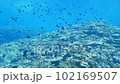 テーブルサンゴと漂う魚の群れ 102169507
