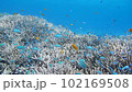 サンゴの上を漂う熱帯魚の群れ 102169508
