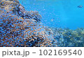 サンゴと熱帯魚の稚魚の群れ 102169540