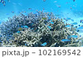 枝サンゴに集合離散する熱帯魚の群れ 102169542
