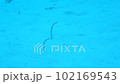 砂地とチンアナゴ 102169543
