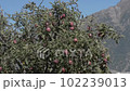 Apple tree blowing in the wind against mountain background 102239013