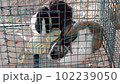 Rabbits on a cage eating food. Animals in captivity 102239050