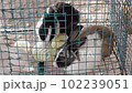 Rabbits on a cage eating food. Animals in captivity 102239051