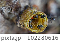 A slow motion macro video of stingless bees going in and out of their wax entrance pipe that leads to their bee colony inside the tree trunk. 102280616