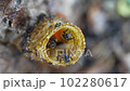 A slow motion macro video of stingless bees going in and out of their wax entrance pipe that leads to their bee colony inside the tree trunk. 102280617