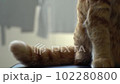 猫の尻尾の動きに癒される 102280800
