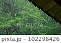 rain and blue maple 102298426