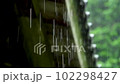 rain and blue maple 102298427