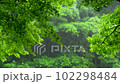rain and blue maple 102298484