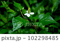 Houttuynia cordata flower 102298485