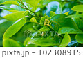 Rose flower 102308915